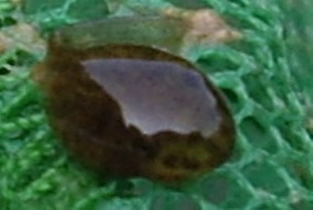 girino di Ululone?